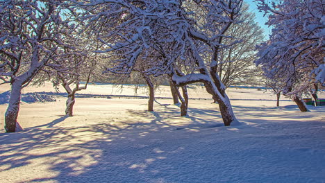 Las-Sombras-Se-Arrastran-Por-La-Nieve-Mientras-El-Sol-Brilla-A-Través-De-Los-árboles---Lapso-De-Tiempo