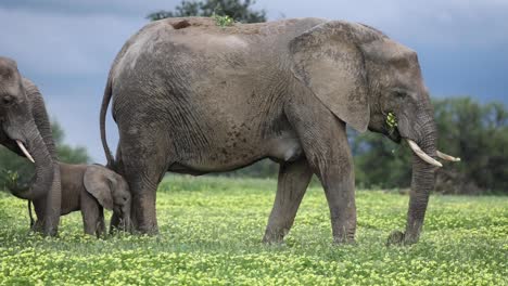 mother elephant with tiny baby eating yellow flowers in botswana