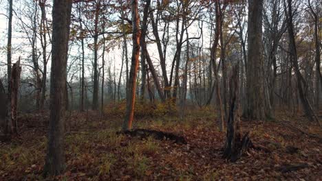 beautiful autumn fall woodland during golden hour