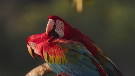intimate courtship allopreening between two green-winged macaws perched in the lush peruvian jungle. parrot love golden light