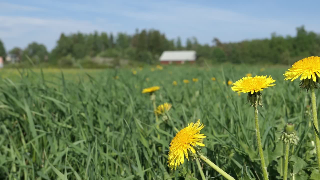 Yellow Dandelion flowers growing in field in the countryside, farm building in background