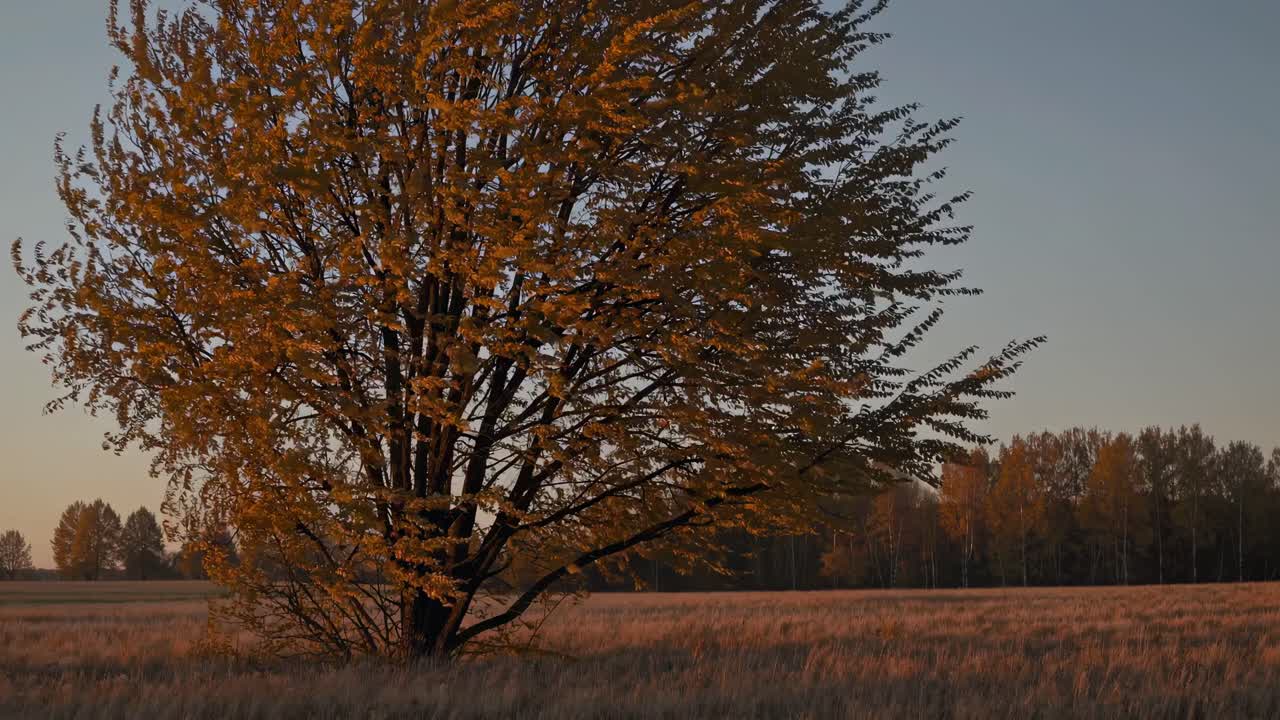 A serene landscape video captures a lone tree in a field at sunset