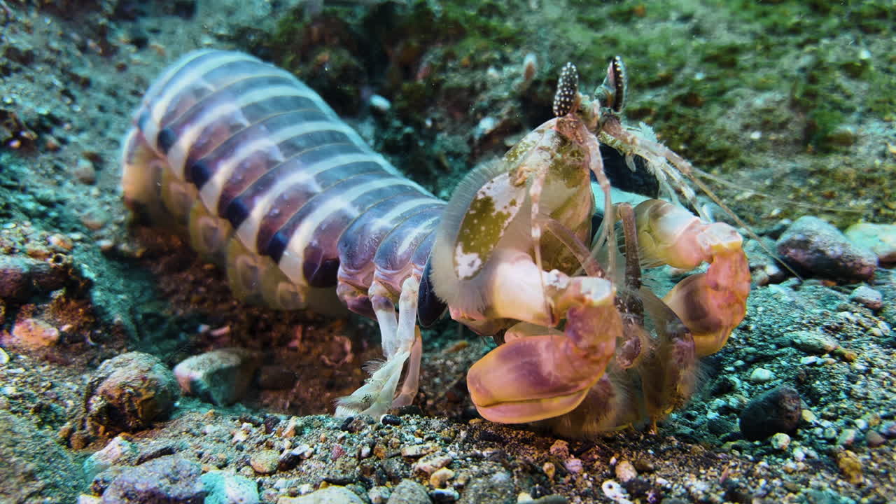 Large Zebra Mantis shrimp exposed on sandy bottom with some rubble. Medium shot showing all body parts. Shot during daylight