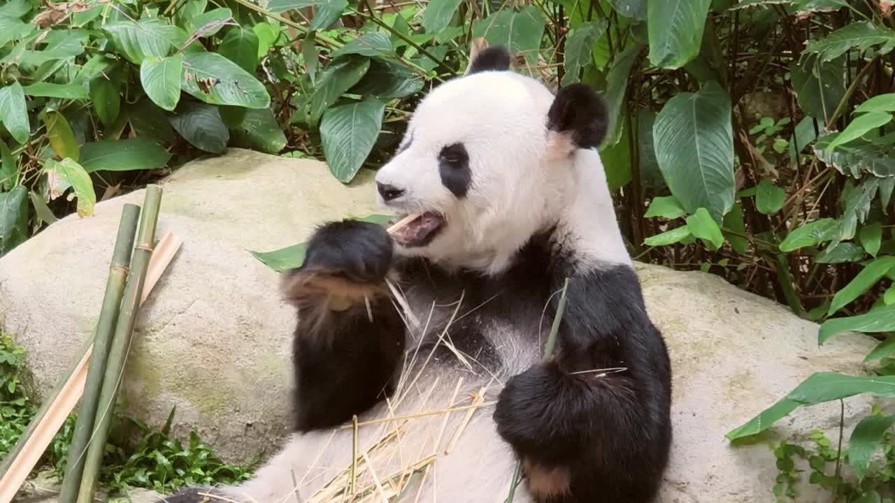 panda comiendo bambú