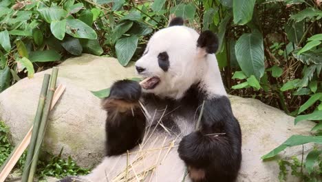 panda eating bamboo