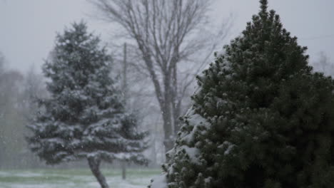 Nieve-De-Invierno-De-Pino-Rodada-En-Cámara-Lenta