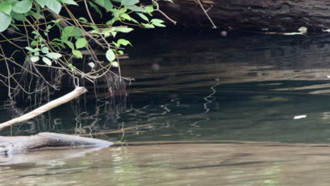 Fluss-B-Roll:-Hintergrundbeleuchtete-Eintagsfliegen-Insekten-Fliegen-In-Einer-Ruhigen-Flussszene-Umher