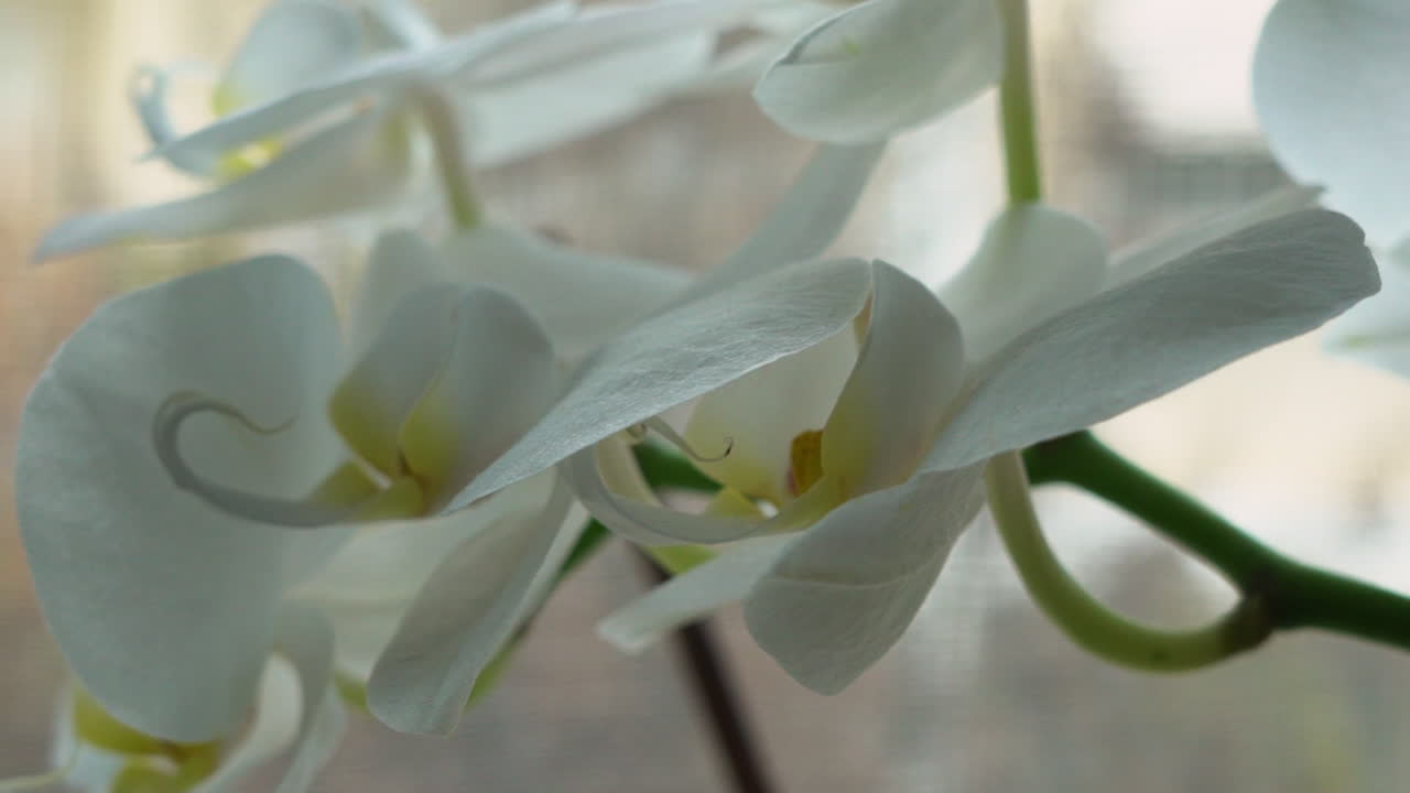 Close up isolated shot of white orchid, with blurry background