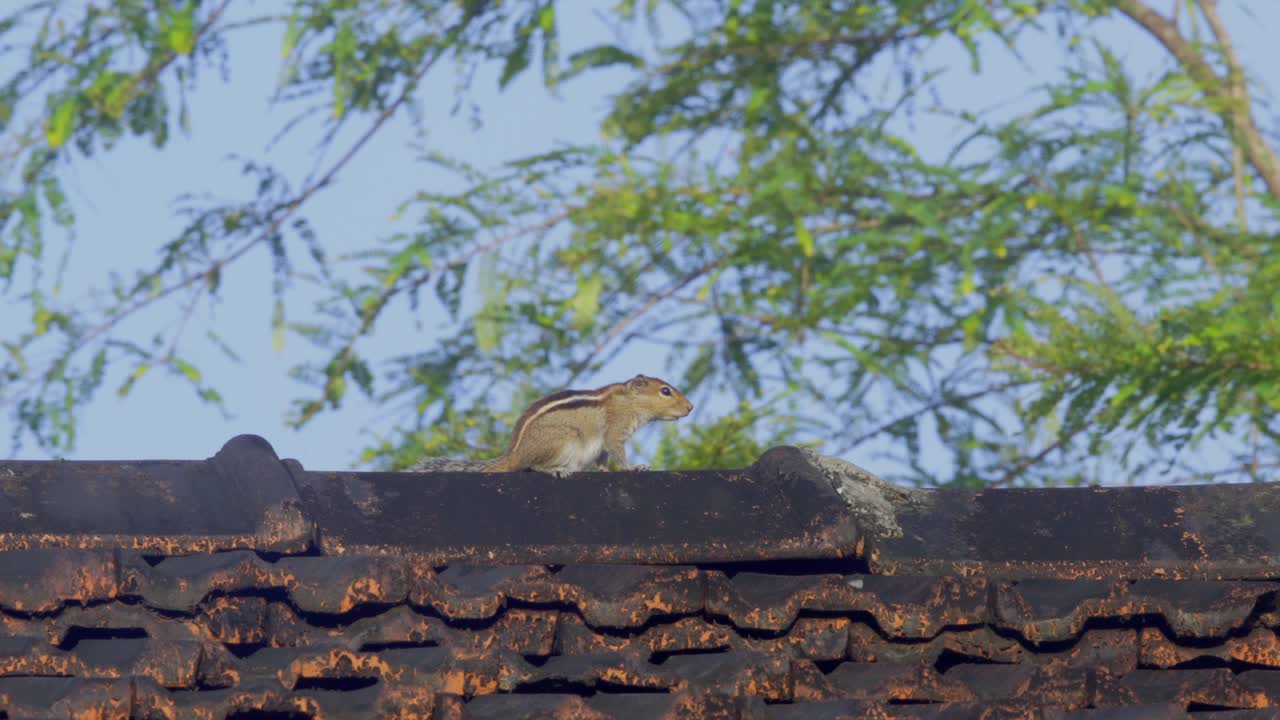 Scoiattolo sul tetto con cielo blu