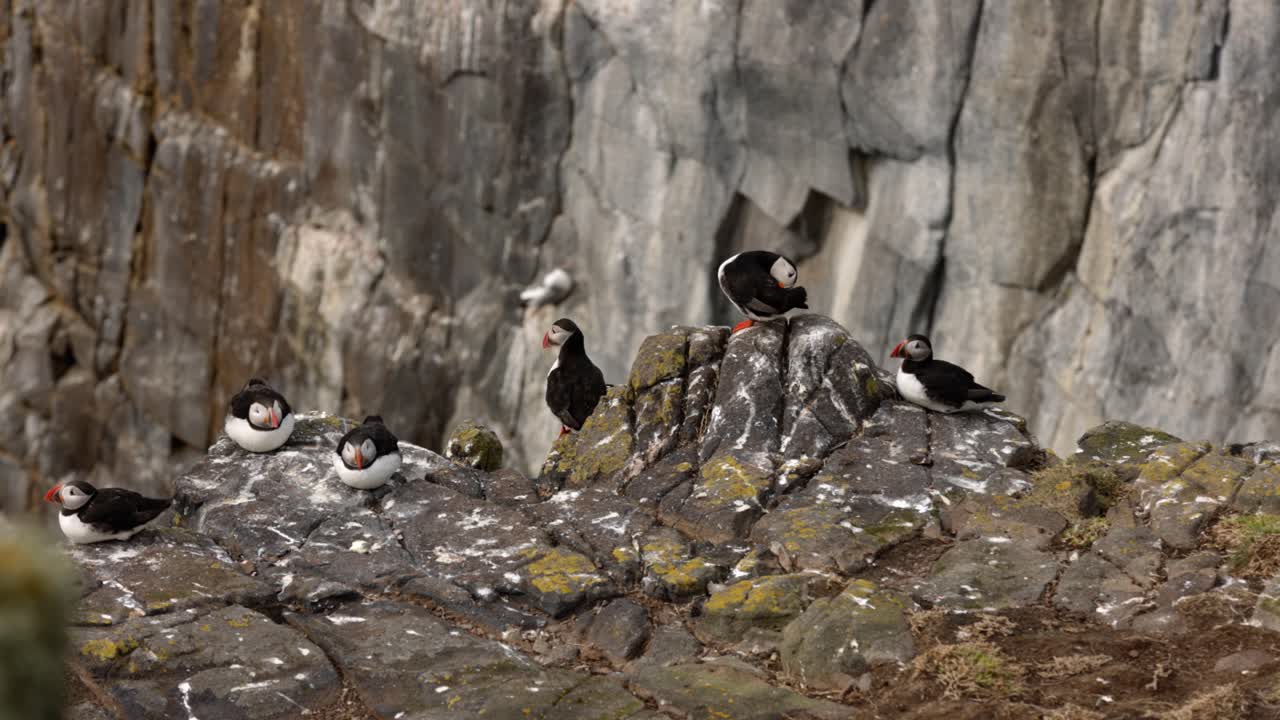 puffins laying down and cleaning themselves on the Isle of May during breeding season