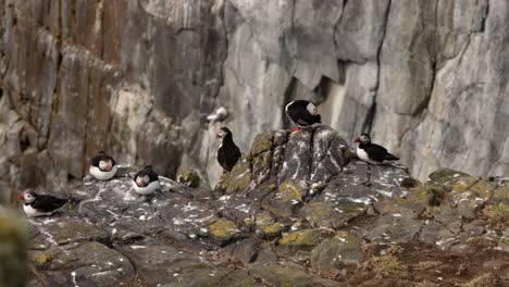 puffins laying down and cleaning themselves on the Isle of May during breeding season