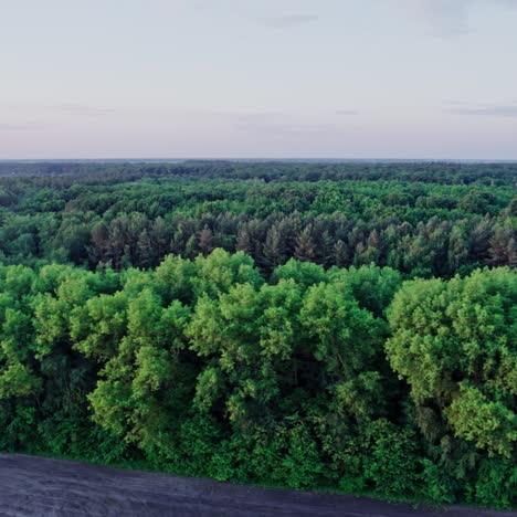 vuelo sobre bosques, fondo natural