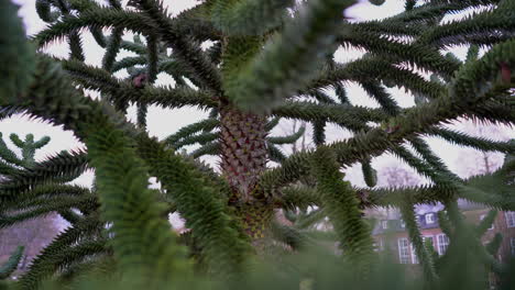 looking into a cactus tree