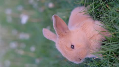 vertical video of a little red bunny in green grass. cute rabbit. vertical video