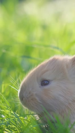 close-up of a cute bunny in green grass
