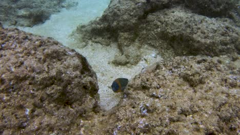 Snowflake-Moray-Eel-swims-over-reef,-disappears