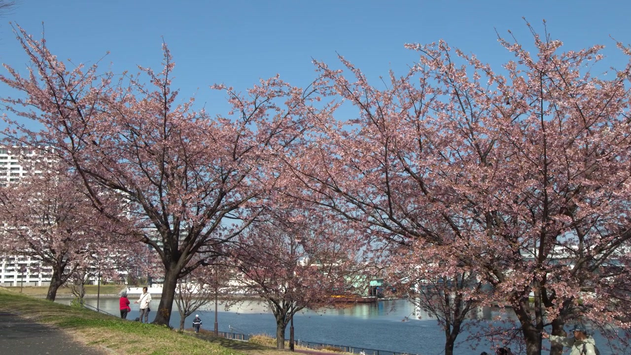 Inquadratura ampia di alberi di sakura in fiore lungo un fiume in una giornata di sole a Tokyo.