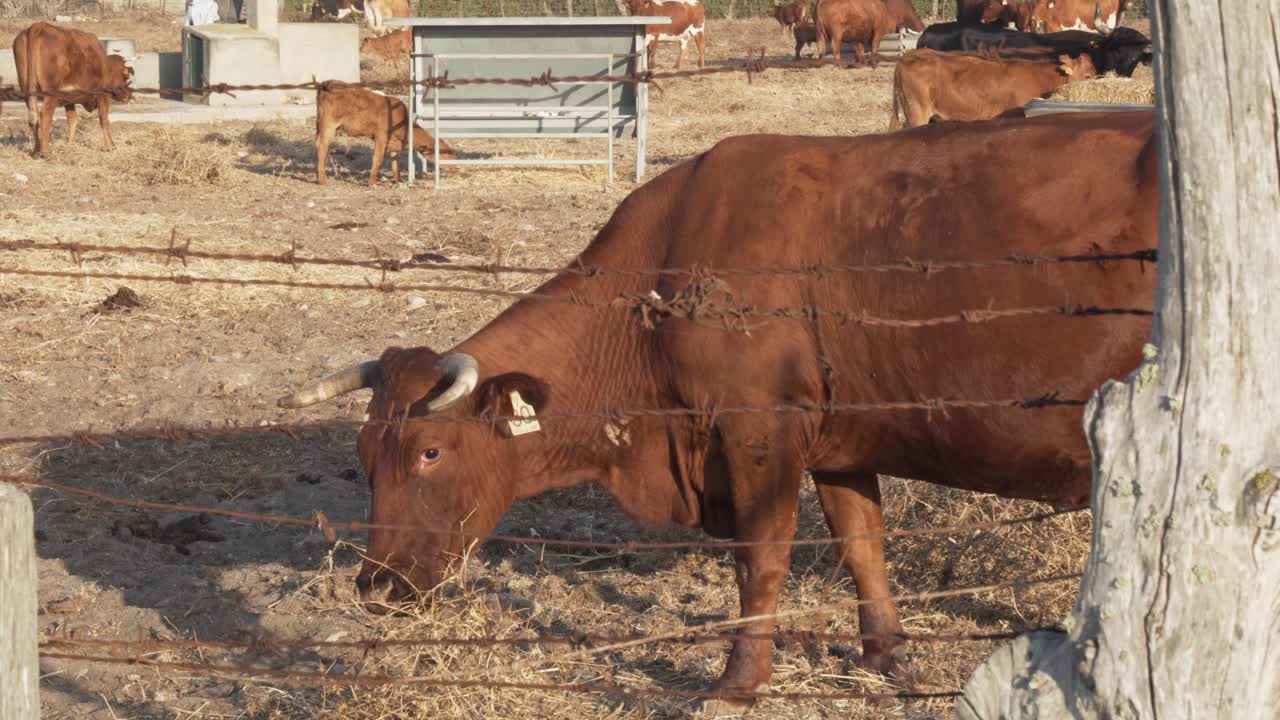 Brown cow eating dry grass in the south of Spain