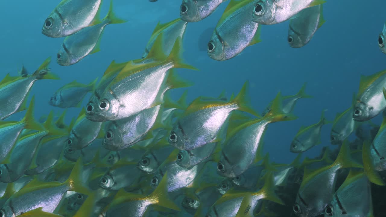 Een grote school goudgestreepte zilvervisjes glinsterend door het licht van de onderwaterlamp van een duiker. Mariene wetenschap