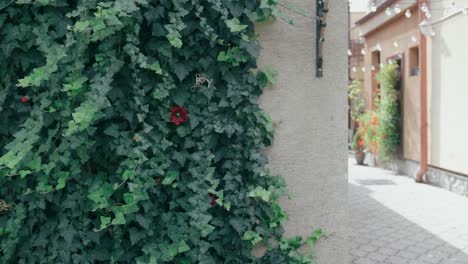 hiedra con flores en una pared blanca con un callejón brillante en la parte de atrás, en un día soleado