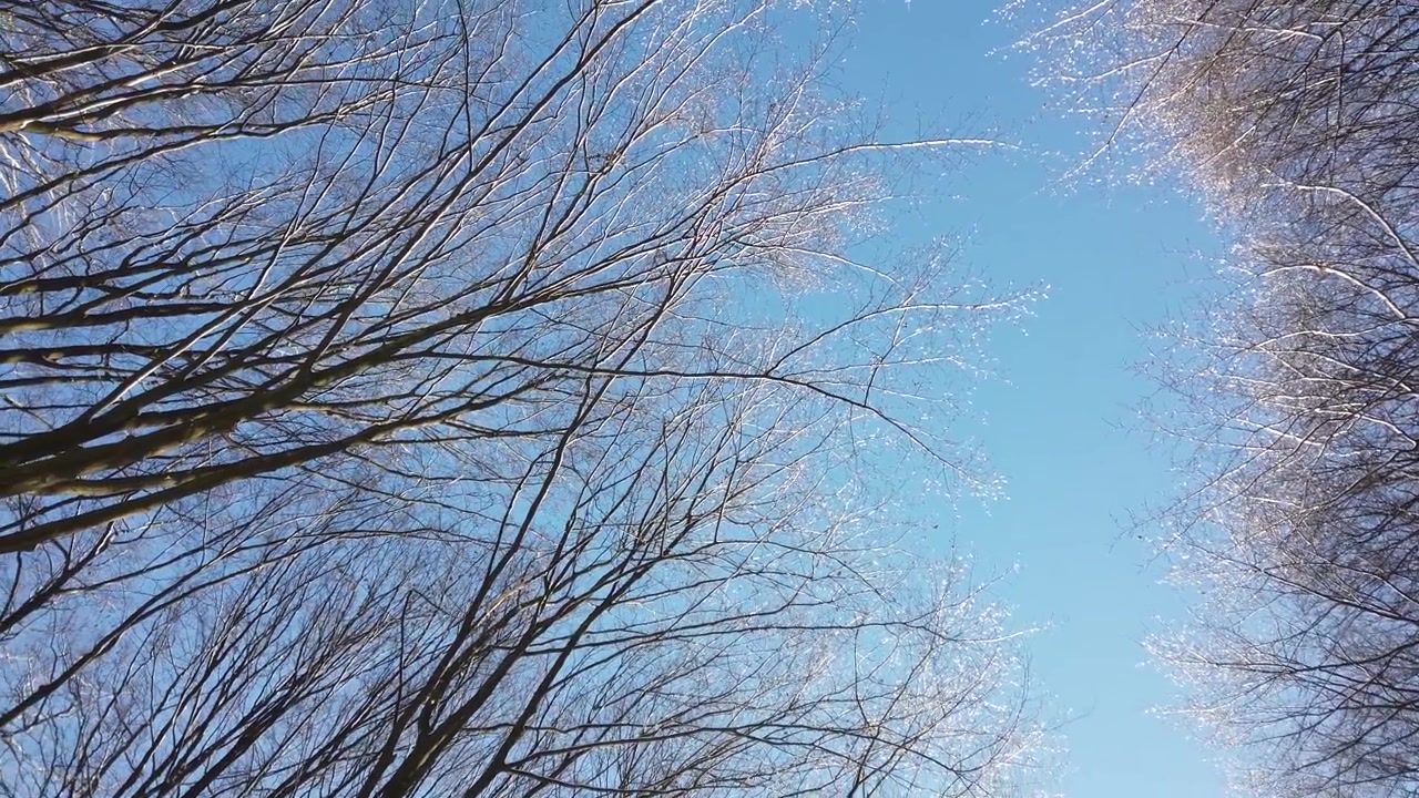 空を背景にした木の枝。冬の撮影。
