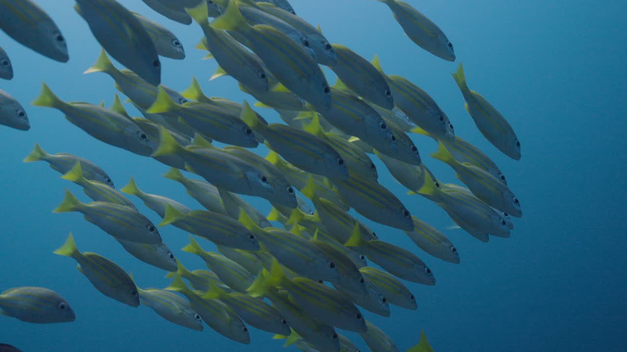 Oseanografi som viser en stim av blåstripet snapperfisk med slående gule kropper aksentuert med elektrisk blå horisontale striper, som skaper en levende undervannsscene.