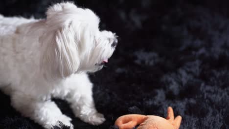 cute young maltese dog lying in a carpet