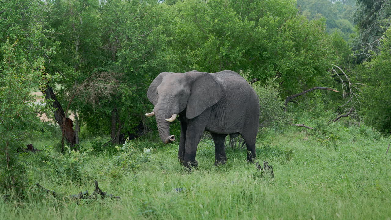 African Elephant in its Natural Habitat