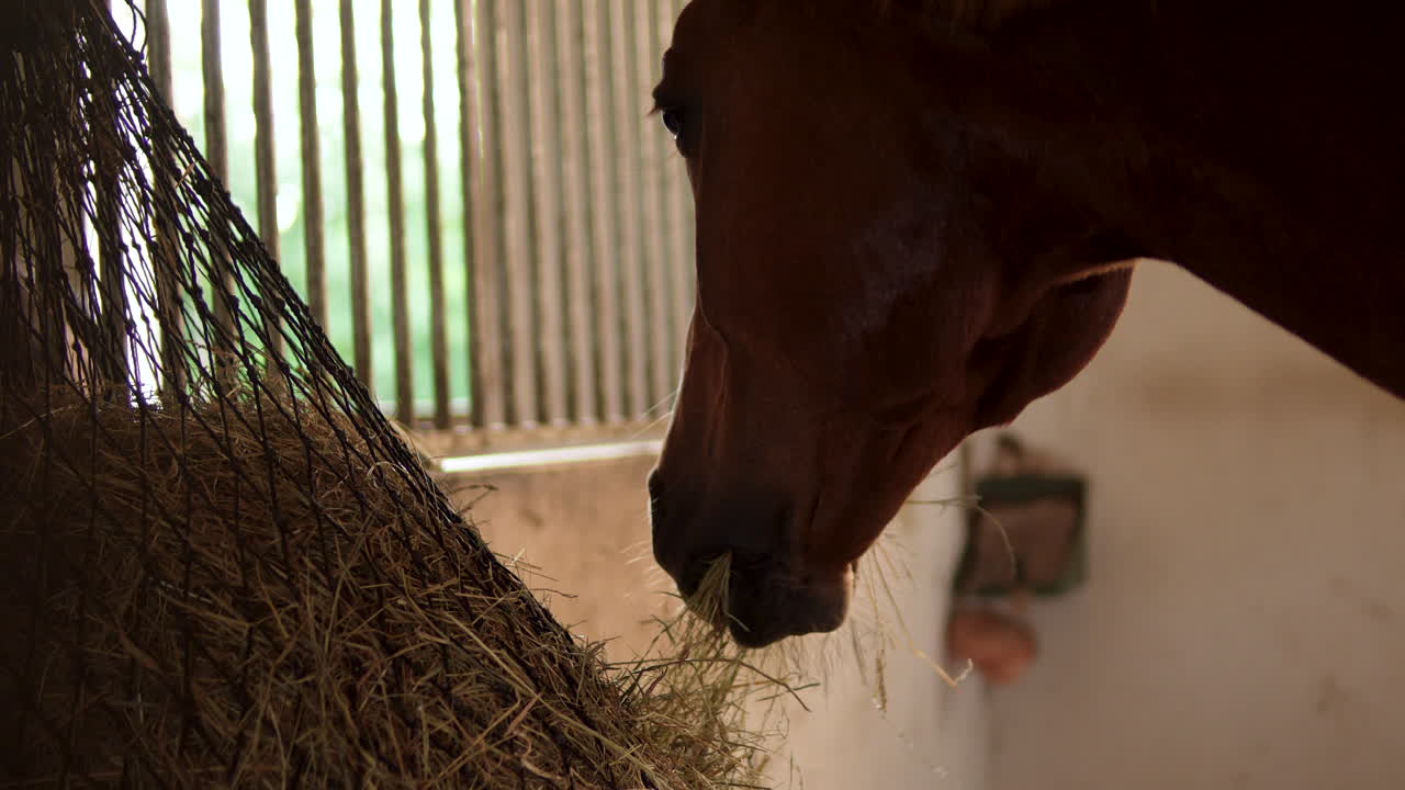 Close-up of a brown horse nibbling on hay, showcasing the details of its muzzle and the texture of the hay in a stable setting