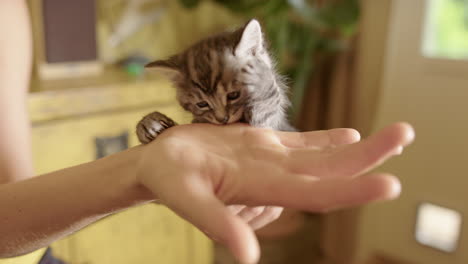 um gatinho lindo de listras cinzentas lambe a mão de uma fêmea caucasiana.