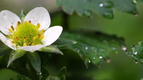 Macro-De-Una-Planta-De-Fresa