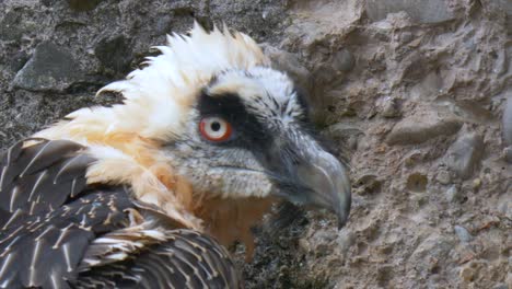 fotografía macro que muestra la cabeza de un buitre barbudo frente a una colina rocosa