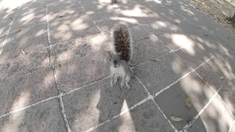 slow motion squirrel looking to the camera