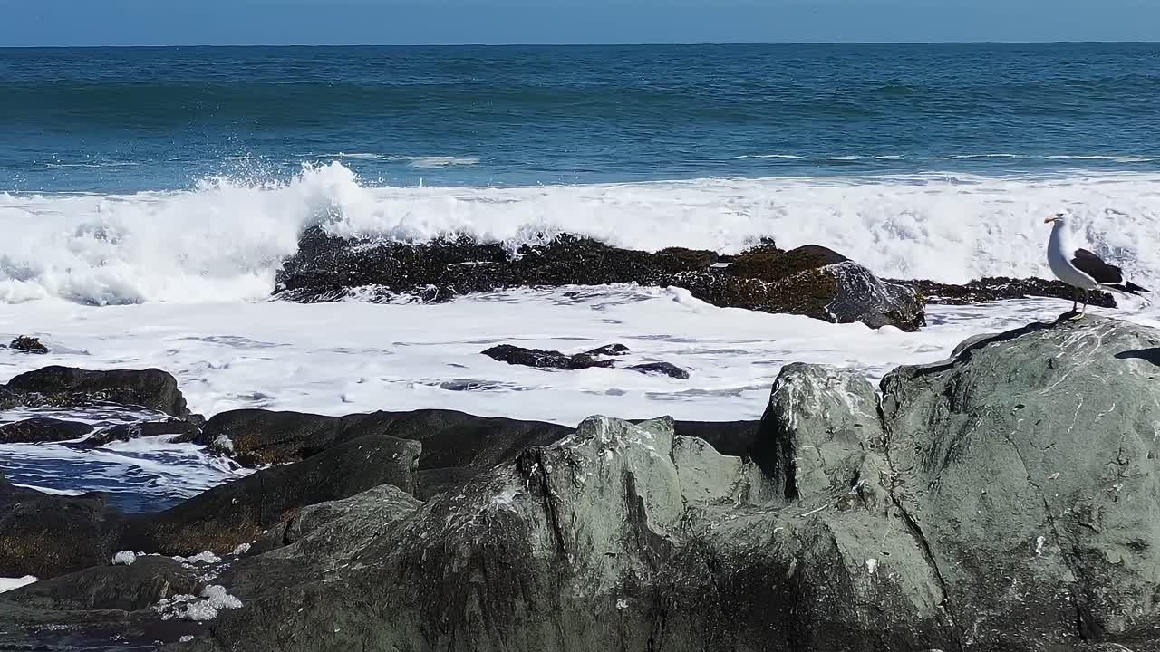 Gabbiani sulle rocce sulla riva in Cile in una giornata di sole.