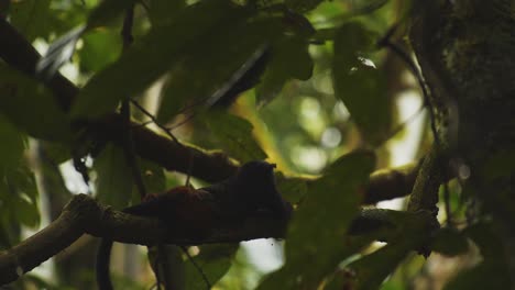 saddleback tamarin monkey laying lazily on a branch high up in the dark rainforest canopy