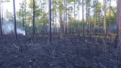 Panorámica-Después-De-Una-Quemadura-Prescrita-Cerca-De-Baxley-Georgia