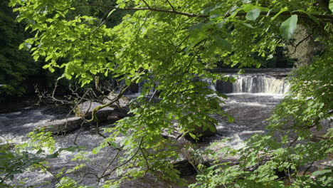 looking though trees branches of the upper falls at aysgarth falls on the river ure, yorkshire dales