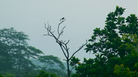 현지에서는 불불 (bulbul) 이라고 불리는 나무새 (woodpecker) 가 방글라데시의 울창한 열대 우림의 한 에 앉아 있다.