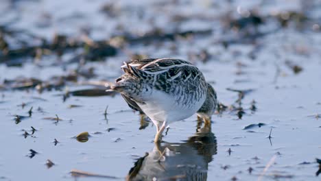 Common-snipe-feeding-eating-worms-closeup-during-spring-migration-flooded-meadow-wetlands