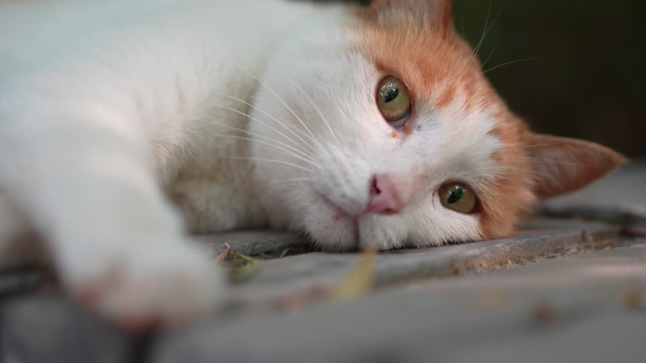 오렌지색 고양이가 창문 앞에서 휴식을 취하고 잠을 자고 있다