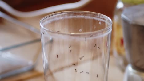 Ants-crawl-over-glass-on-kitchen-counter,-slow-pull