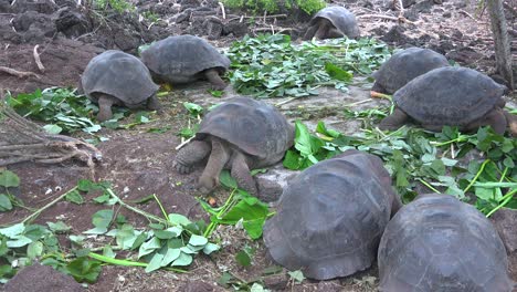 las tortugas terrestres se alimentan de vegetación en la estación de investigación charles darwin en puerto ayora galápagos ecuador