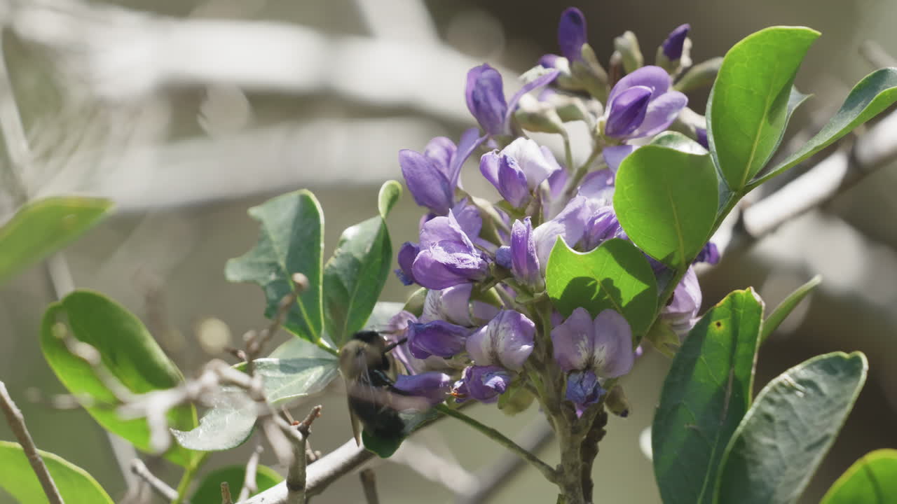 A bumble bee collecting pollen from a purple flower on a tree
