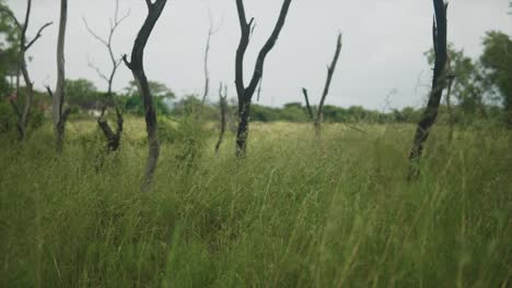 a static shot of a natural grass field with dead decaying trees trunks being reclaimed by the natural ecology of the environment, india