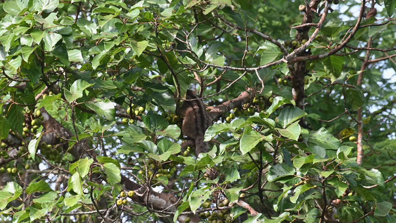 виден в глубине листвы, поедающий некоторые плоды, трехполосая пальмовая циветта arctogalidia trivirgata, таиланд