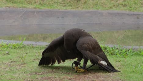 black eagle or ictinaetus malaiensis sits squawking on ground with rope tied around claws