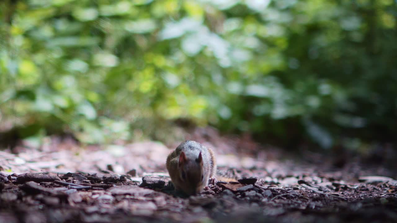 primer plano de las ardillas olfateando y buscando alimento en el bosque