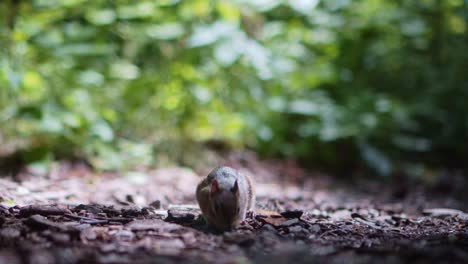 closeup of chipmunk sniffing and searching for food in forest