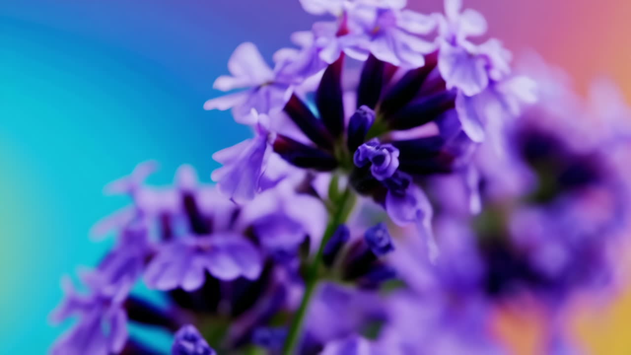 Blurred Purple Flowers on Vibrant Gradient Backgrounds