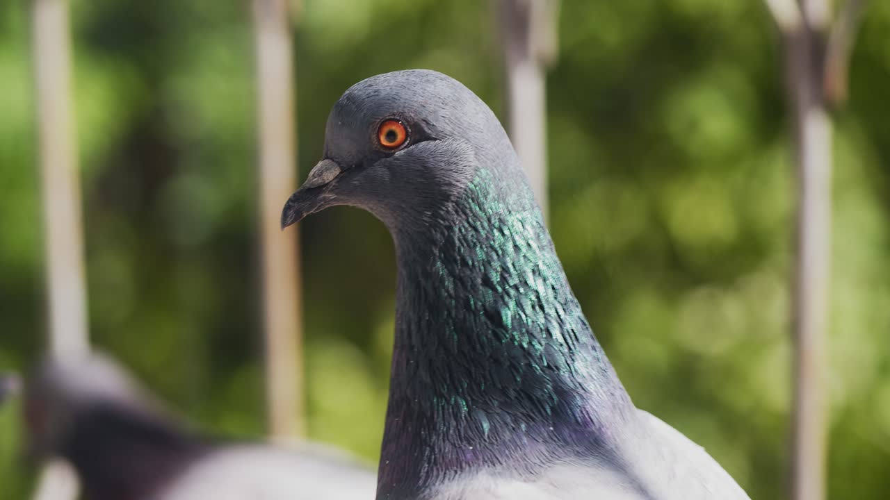 A pigeon, blue-winged dove sits on a window. Orange eyes and green spring background.